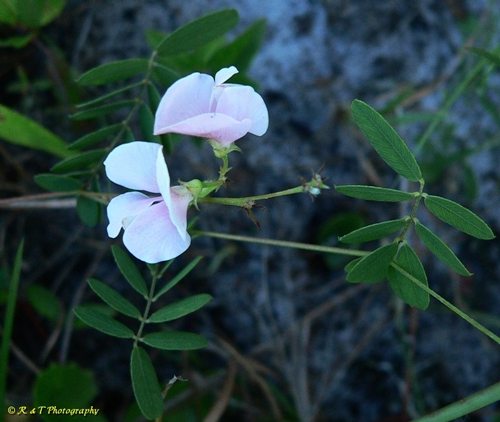 {Tephrosia florida}